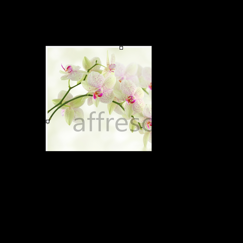 Affresco ID12674