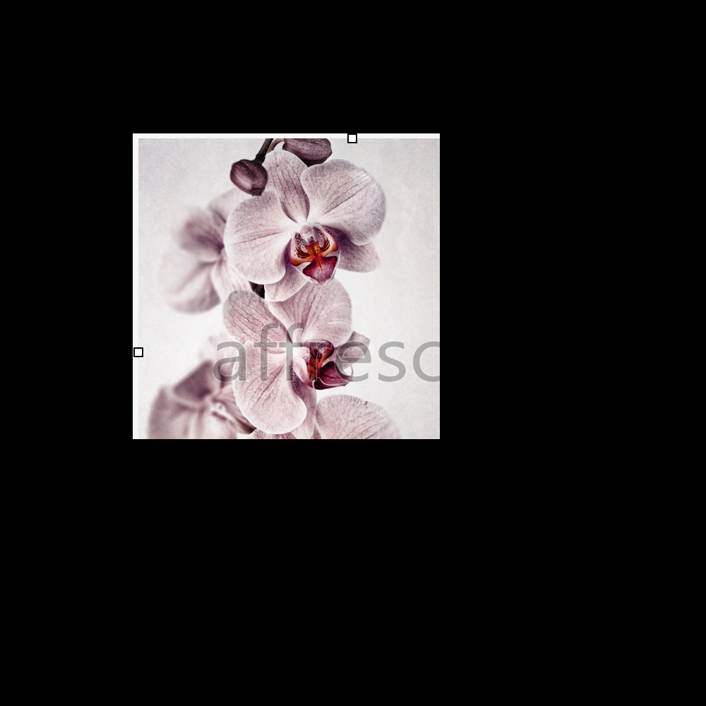 Affresco ID13319